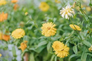 The Circle Garden in bloom, captured are many yellow and orange flowers