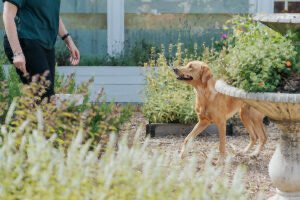 Pictured is Odie, The Circle's resident dog with her owner Kirsty. She is a flat coated golden doodle.